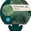Helictotrichon sempervirens Pot 9 cm