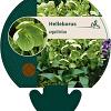 Helleborus argutifolius Pot 9 cm