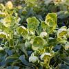 Helleborus argutifolius Pot 9 cm
