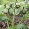 Helleborus f. 'Wester Flisk' Pot 9 cm