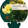 Hemerocallis lilioasphodelus Pot 9 cm