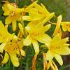 Hemerocallis lilioasphodelus Pot 9 cm