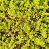 Herniaria glabra Pot 9 cm