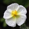 Helianthemum 'The Bride' Pot 9 cm