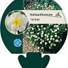 Helianthemum 'The Bride' Pot 9 cm