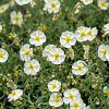 Helianthemum 'The Bride' Pot 9 cm