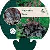 Heuchera 'Regina' Pot 9 cm