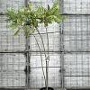 Rhus typhina Pot 30 Liter 150 - 175 cm