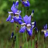 Iris sib. 'Blue King' Pot 9 cm