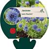 Jasione laevis 'Blaulicht' Pot 9 cm
