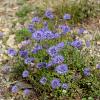 Jasione laevis 'Blaulicht' Pot 9 cm
