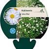 Kalimeris incisa 'Alba' Pot 9 cm