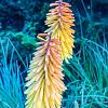 Kniphofia 'Royal Castle' Pot 9 cm
