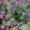 Lamium maculatum Pot 9 cm
