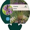 Linaria purpurea Pot 9 cm