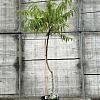 Rhus typhina Tiger Eyes Pot 5 Liter 