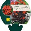 Lychnis arkwrightii 'Vesuvius' Pot 9 cm