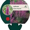 Lythrum sal. 'Rosy Gem' Pot 9 cm