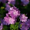Malva moschata 'Rosea' Pot 9 cm