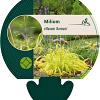 Milium effusum 'Aureum' Pot 9 cm