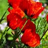 Papaver or. 'Allegro' Pot 9 cm