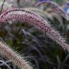 Pennisetum advena 'Rubrum' Pot 9 cm