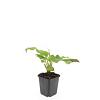 Persicaria amplexicaulis Pot 9 cm