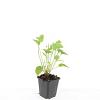 Persicaria amplexicaulis Pot 9 cm