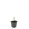 Persicaria amplexicaulis Pot 9 cm