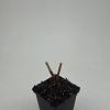 Persicaria amplexicaulis Pot 9 cm