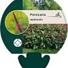 Persicaria amplexicaulis Pot 9 cm