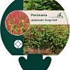 Persicaria a. 'Orangofield' Pot 9 cm