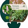 Persicaria bistorta 'Superba' Pot 9 cm