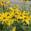 Helianthus atrorubens Pot 9 cm