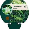 Polygonatum multiflorum Pot 9 cm