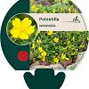 Potentilla neumanniana Pot 9 cm
