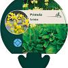 Primula florindae Pot 9 cm