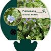 Pulmonaria s. 'Mrs Moon' Pot 9 cm