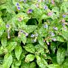 Pulmonaria s. 'Mrs Moon' Pot 9 cm