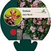 Sedum album 'Murale' Pot 9 cm