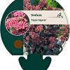 Sedum 'Purple Emperor' Pot 9 cm