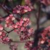 Sedum 'Purple Emperor' Pot 9 cm