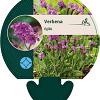 Verbena rigida Pot 9 cm