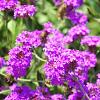 Verbena rigida Pot 9 cm