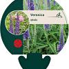 Veronica spicata Pot 9 cm