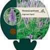 Veronicastrum virg. 'Apollo' Pot 9 cm