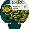 Helianthus 'Lemon Queen' Pot 9 cm