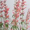 Agastache 'Fleur' Pot 9 cm