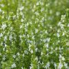 Calamintha n. 'Marvelette White' Pot 9 cm