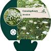 Cenolophium denudatum Pot 9 cm